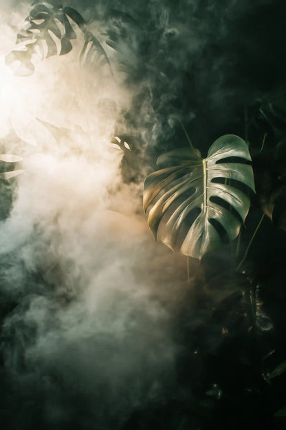 Obraz na płótnie monstera w delikatnym świetle