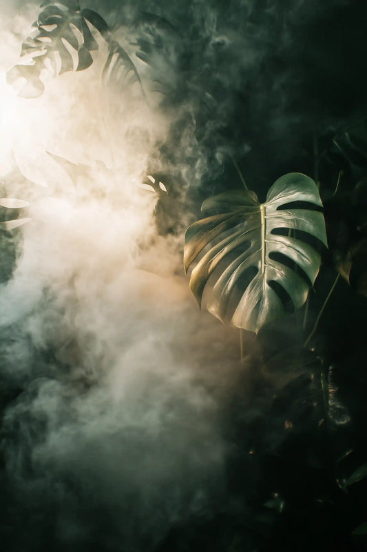 Obraz na płótnie monstera w delikatnym świetle