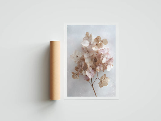 Plakat botaniczny suszona hortensja Dried Hydrangea